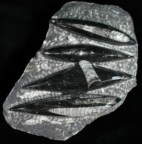 Polished Orthoceras (Cephalopod) Plate - #12118